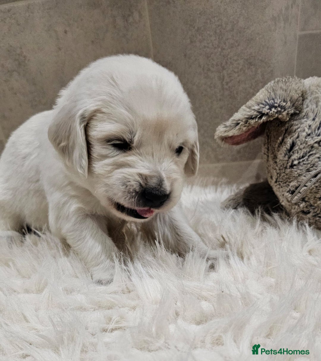 Golden Retriever dogs for sale: 🌟Beautiful Golden Retriver puppies 🐾 - Advert 14