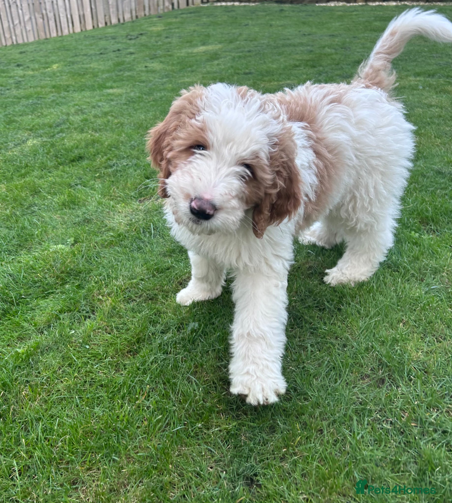 Bernedoodle dogs Beautiful Bernedoodles - Advert 6