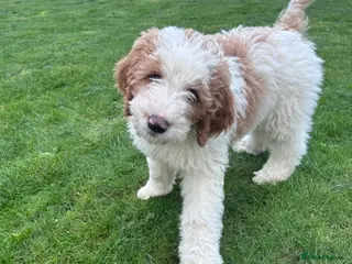 Bernedoodle dogs Beautiful Bernedoodles - Advert 6