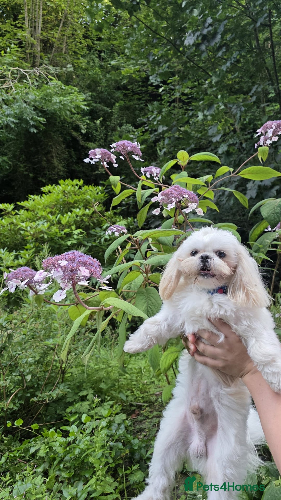 Shih Tzu dogs for stud: KC Registered STUD Shih Tzu | Proven Lineage - Advert 5