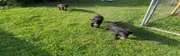 Labrador Retriever dogs for sale: Labrador puppies  - Advert 7