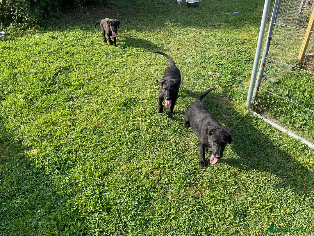 Labrador Retriever dogs for sale: Labrador puppies  - Advert 7