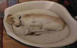 Mixed Breed dogs for adoption: Say hello to Ronnie - Image 2