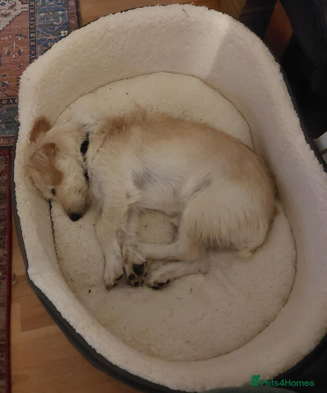 Mixed Breed dogs for adoption: Say hello to Ronnie - Image 2