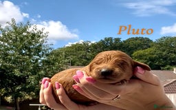 Cockapoo dogs for sale: Gorgeous F2B Cockapoos - Image 10