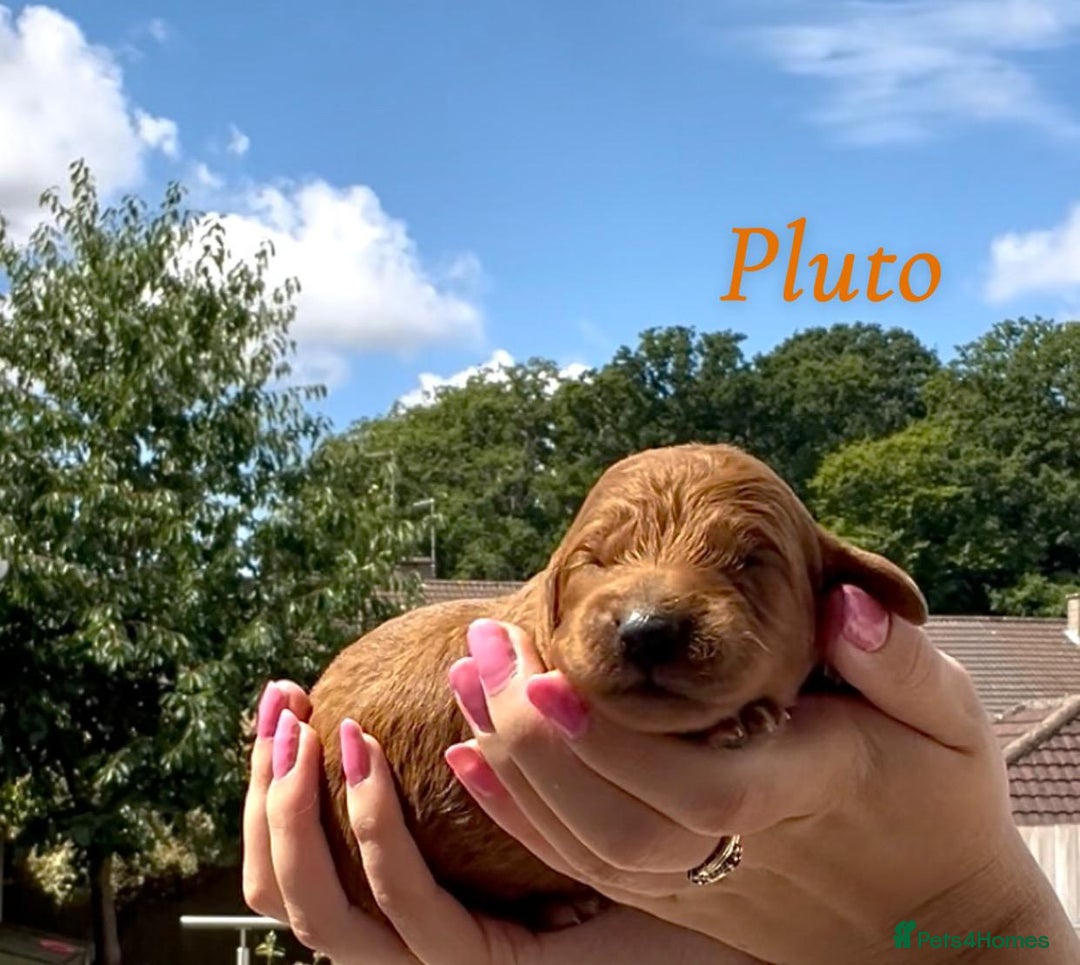 Cockapoo dogs for sale: Gorgeous F2B Cockapoos - Image 10
