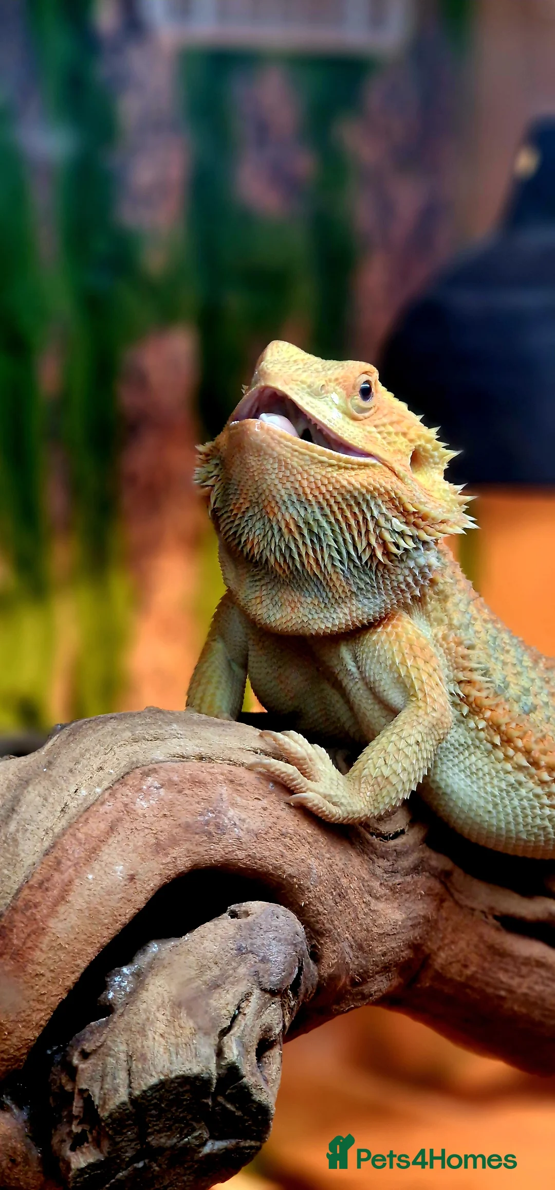 Bearded Dragon reptiles for sale: Blue Bar Lemon Hypo Bearded Dragon - Advert 11