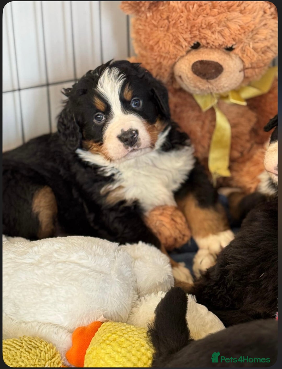 Bernese Mountain Dog dogs for sale: 9 months old girl KC  - Image 3