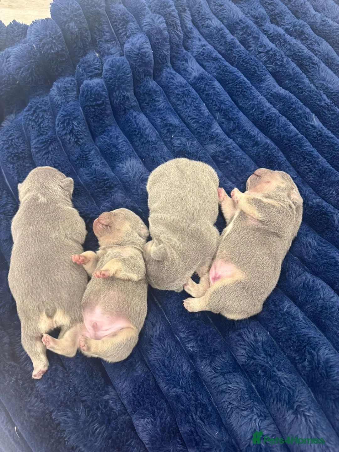French Bulldog dogs for sale: Lilac & Tan KC Reg French Bulldog puppies  - Advert 11