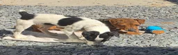 Jack Russell dogs for sale: READY NOW - Happy JR pups for sale - Advert 8