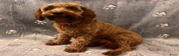 Cockapoo dogs for sale: Beautiful Cockapoo Puppies - litter of 9. in Washington - Advert 30