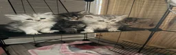 Persian cats for sale: I have 4 Persian cross Maine coon kittens - Advert 4