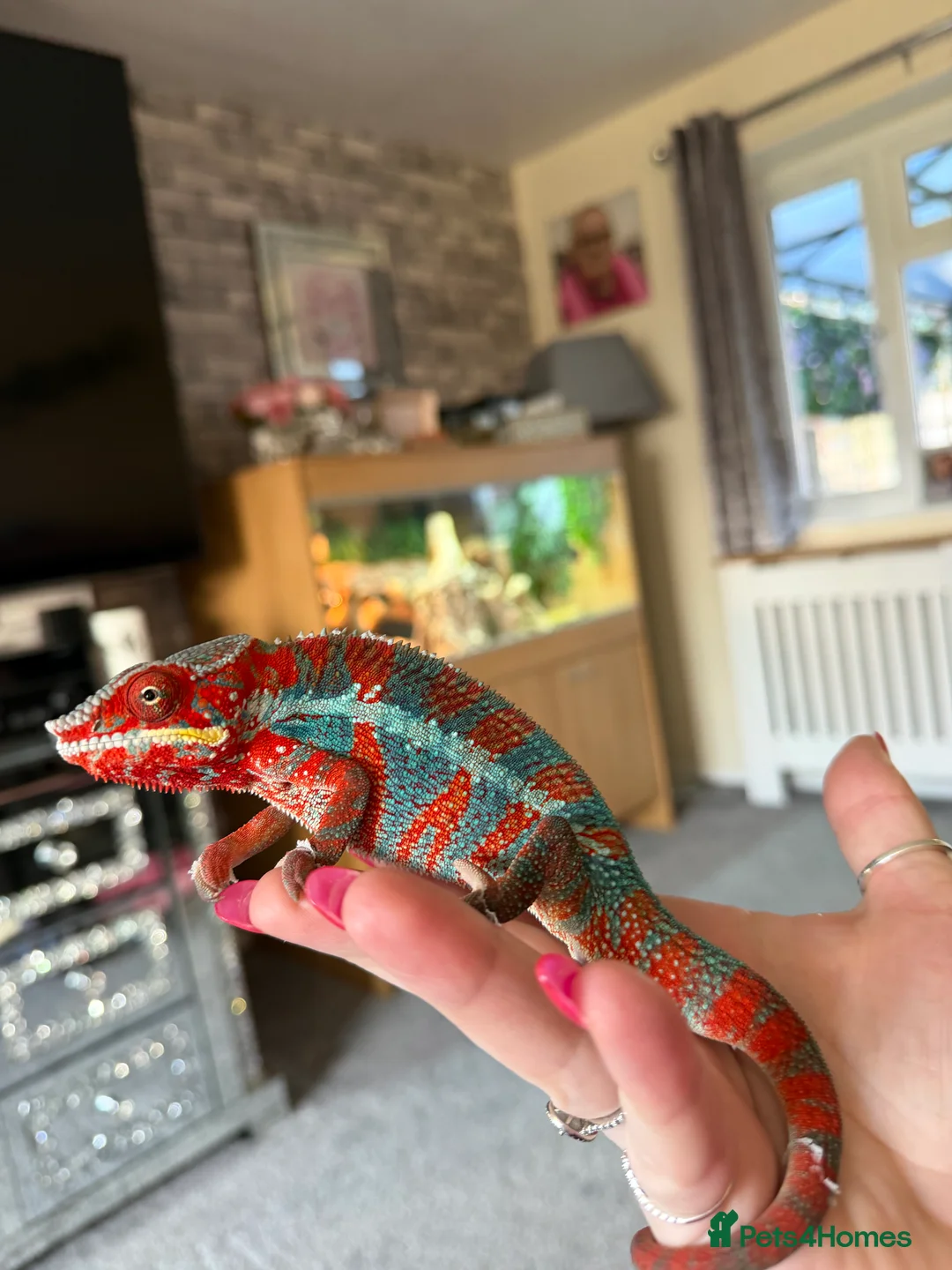 Chameleon reptiles for sale: Chameleon and full set up - Advert 8