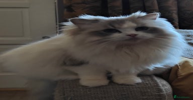 Ragdoll cats - Advert 6