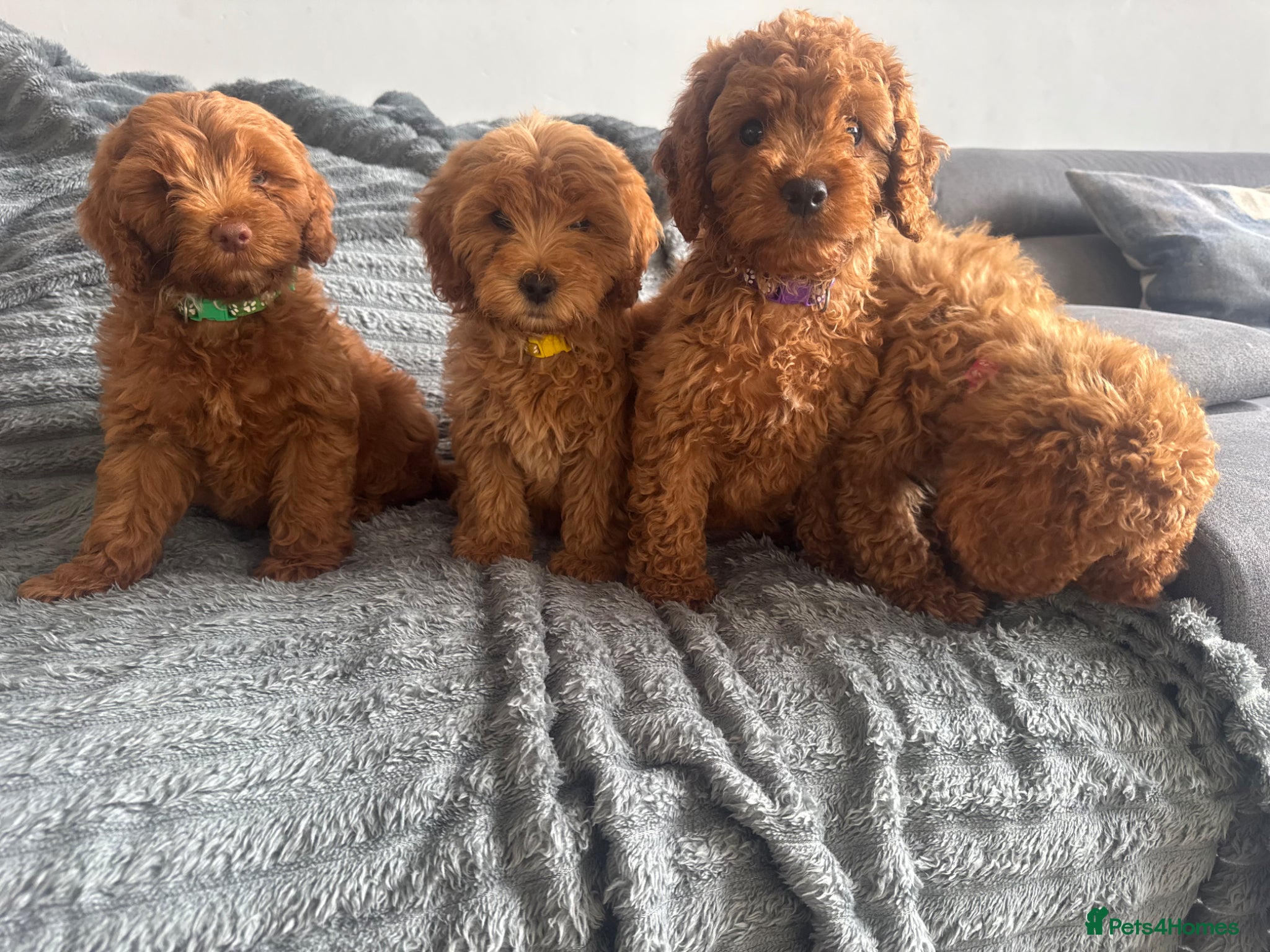 Cockapoo dogs F2 Cockapoo Puppies READY TO LEAVE NOW - Advert 1