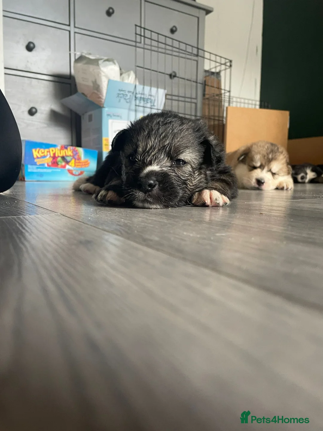 Siberian Husky dogs for stud: Siberian Husky - produces large litters in Cheltenham - Advert 23