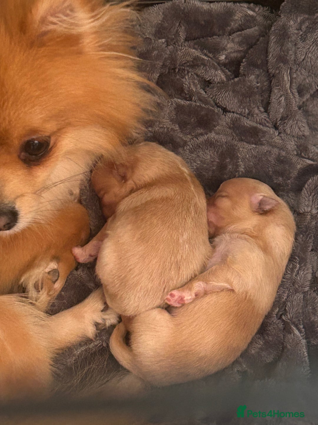 Pomeranian dogs for sale: Pomeranian puppy  - Advert 5