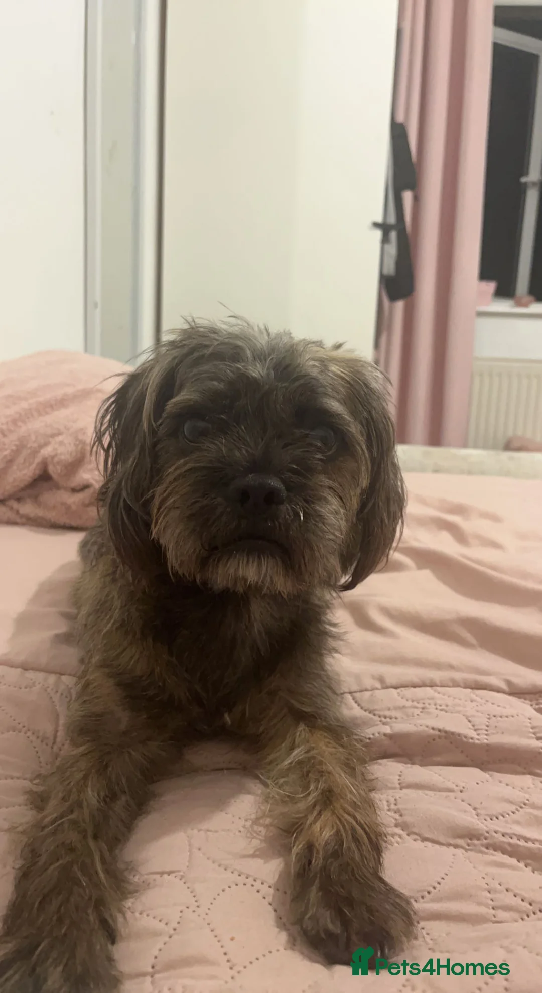 Mixed Breed dogs for sale: Dog for sale in Darwen - Advert 8