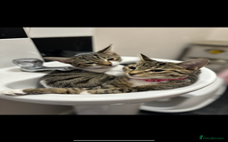 Bengal cats for sale: Gorgeous kitten Looking For A Forever Home - Image 6