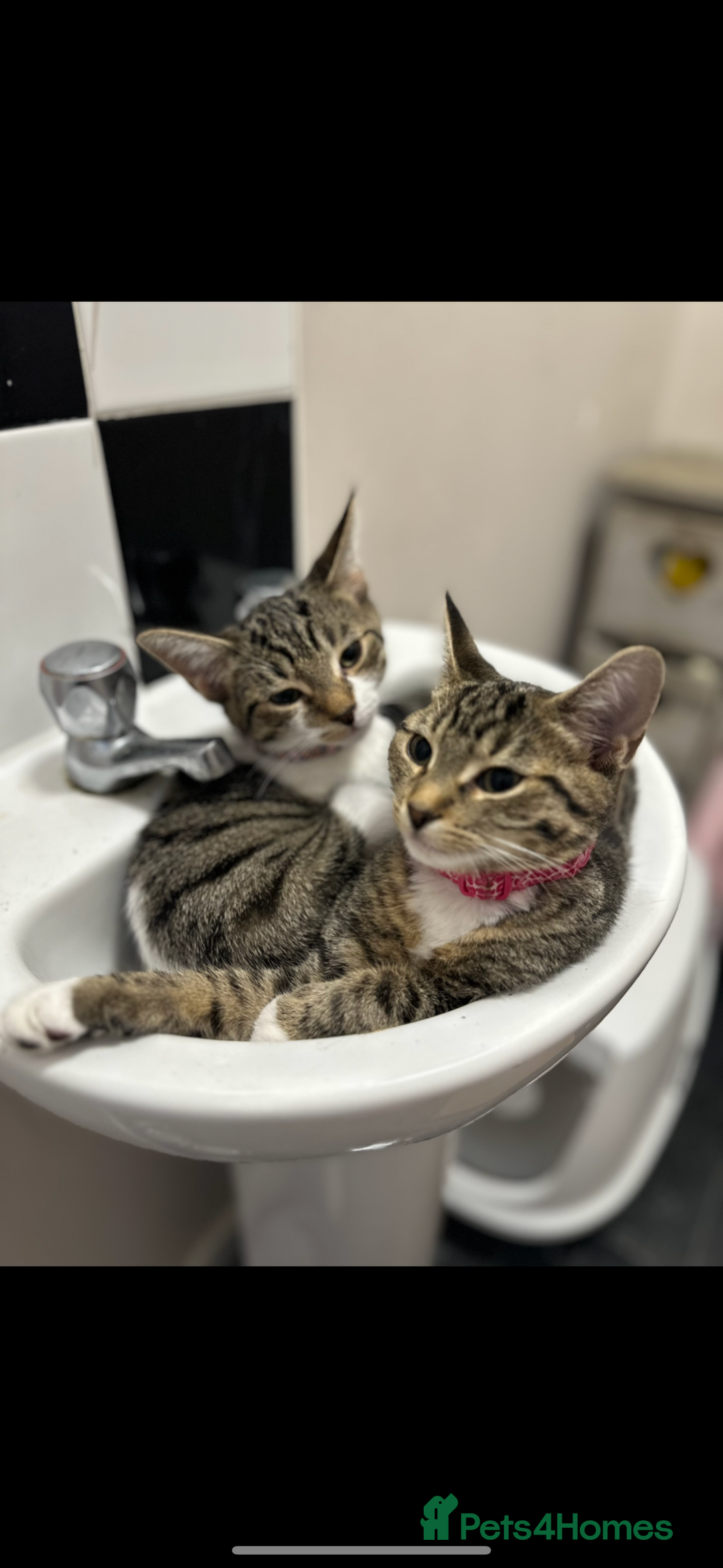 Bengal cats for sale: Gorgeous kitten Looking For A Forever Home - Image 6