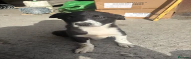 Border Collie 3