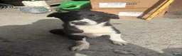 Border Collie dogs for sale: 3 female border collie puppies🐶 - Advert 5