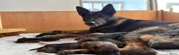 German Shepherd dogs for sale: Ready to leave KC German shepherd - Advert 12