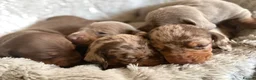 Miniature Dachshund dogs for sale: BEAUTIFUL DACHSHUND PUPPIES! - Advert 17