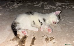 Domestic Shorthair cats for sale: 3 kittens kittens  - Image 13