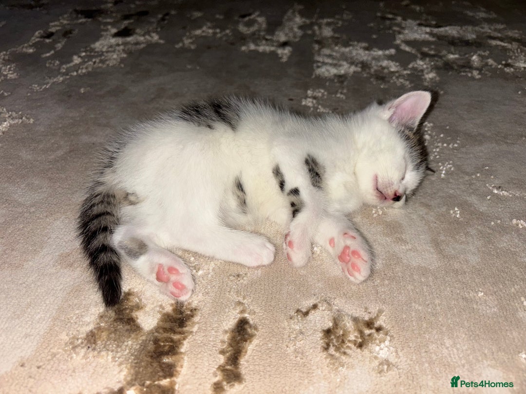 Domestic Shorthair cats for sale: 3 kittens kittens  - Image 13