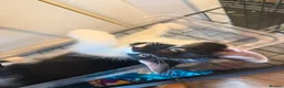Domestic Shorthair cats for sale: 🐾 Adorable Kittens Ready for Loving Homes - Advert 5
