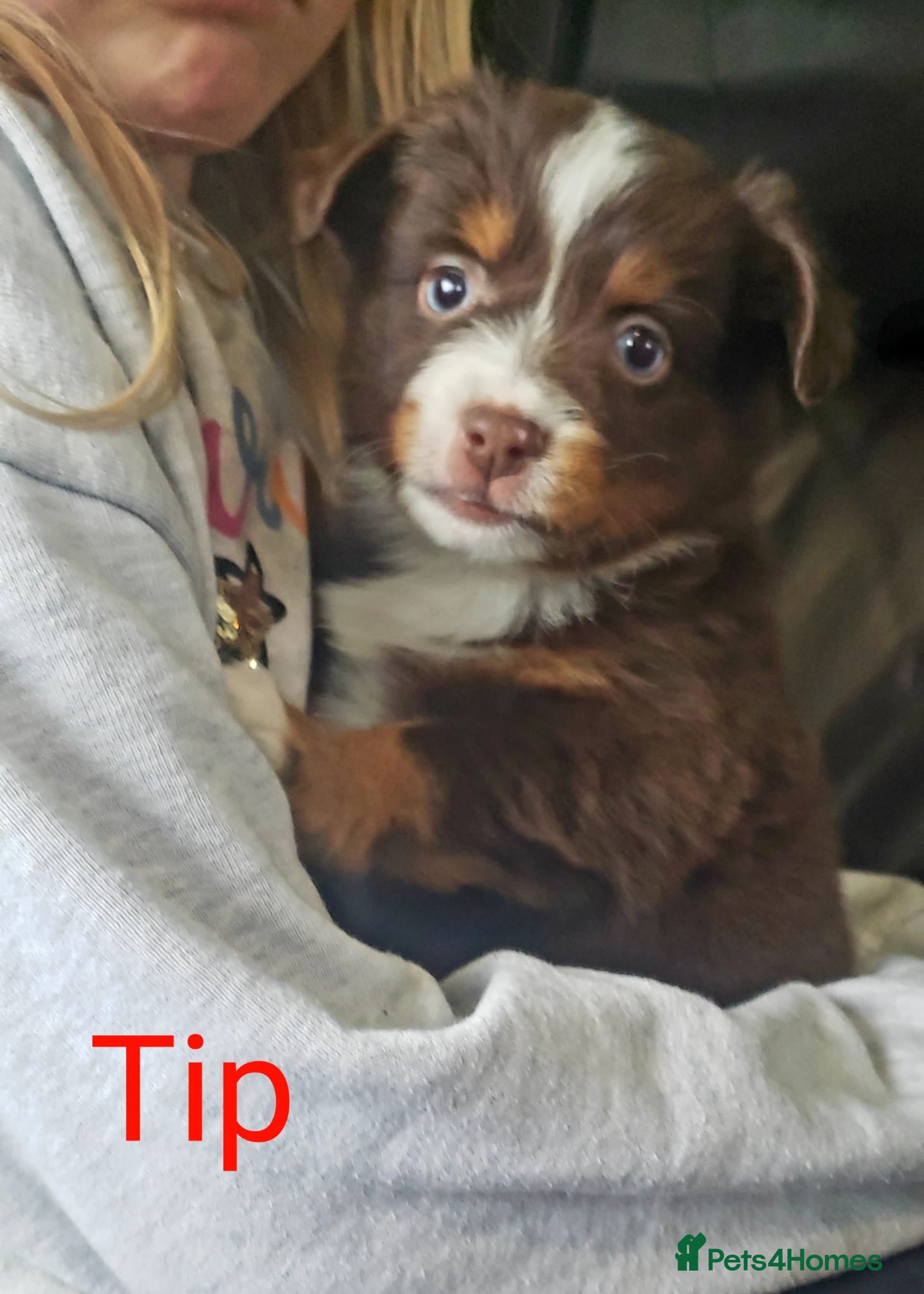 Australian Shepherd dogs for sale: Australian Shepherd Pups Available Now - Advert 11