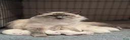 Ragdoll cats for sale: Exceptional Quality Ragdoll Kittens  - Advert 3
