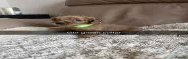 Cocker Spaniel 3