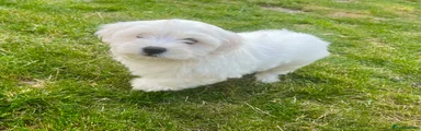 Maltese 2