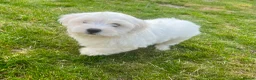 Maltese dogs for sale: Maltese puppies in Coventry - Advert 4