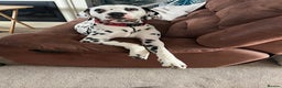 Dalmatian dogs for stud: Dalmatian for STUD  in Berwick-upon-Tweed - Advert 4