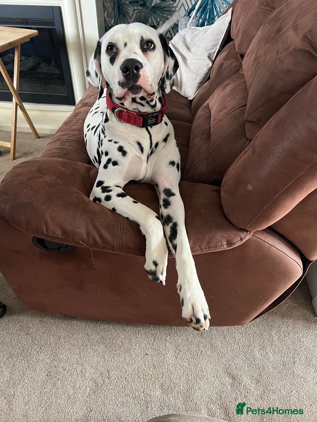 Dalmatian dogs for stud: Dalmatian for STUD  in Berwick-upon-Tweed - Image 4