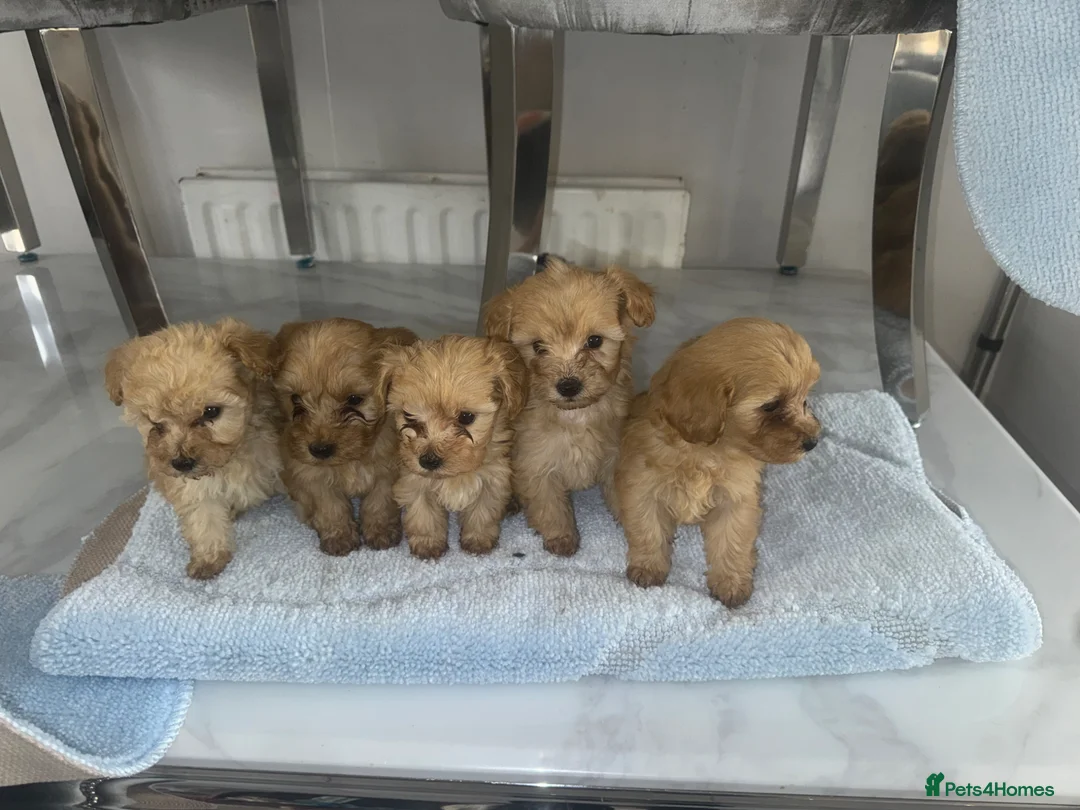 Maltipoo dogs for sale: Multipoo  in Newbury - Advert 1