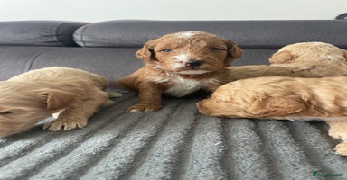 Mixed Breed dogs - Advert 4