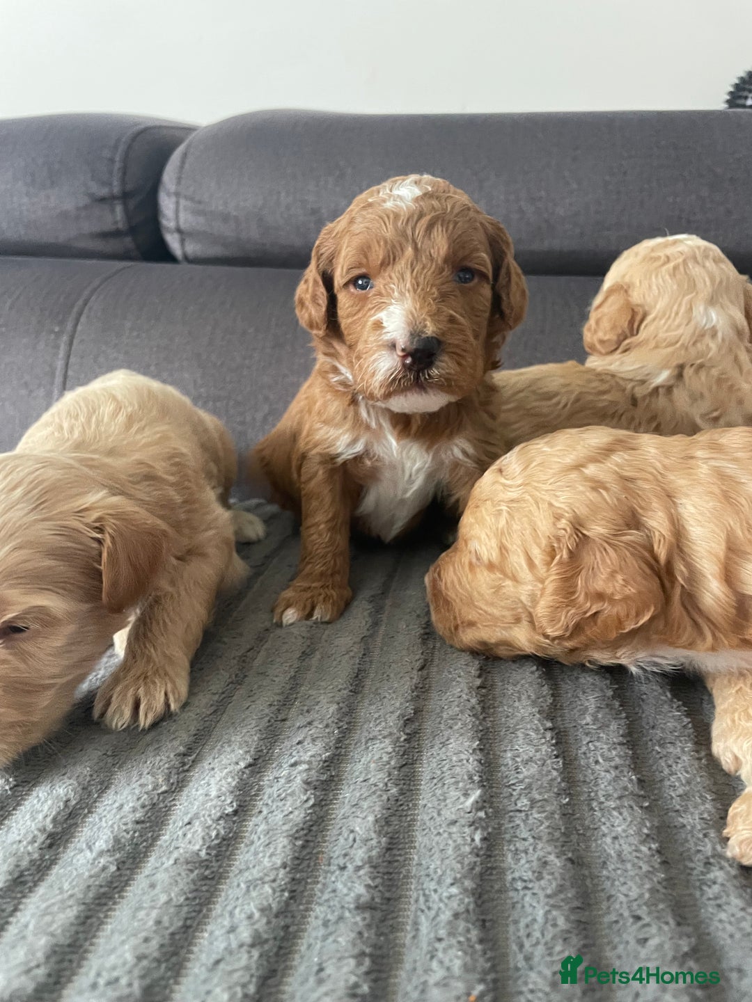 Mixed Breed dogs for sale: Australian Labradoodle Puppies – Ready Soon! ✨🐾 - Image 2