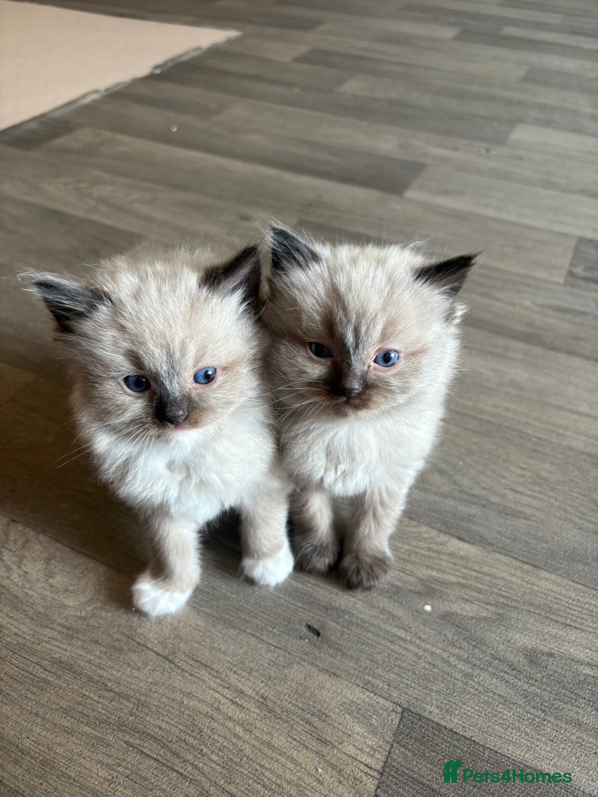 Ragdoll cats PUREBRED RAGDOLL KITTENS  - Advert 2