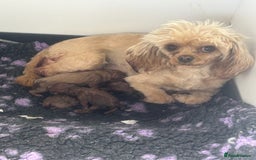 Cavapoo dogs for sale: F1 b cavapoo puppies 🐶  - Image 28