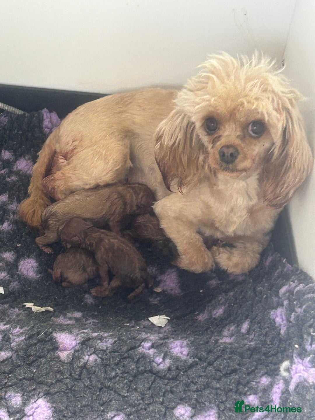 Cavapoo dogs for sale: F1 b cavapoo puppies 🐶  - Image 28