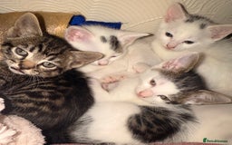 Mixed Breed cats for sale: Adorable mixed litter  - Image 1