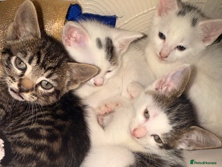 Mixed Breed cats for sale - Advert 1