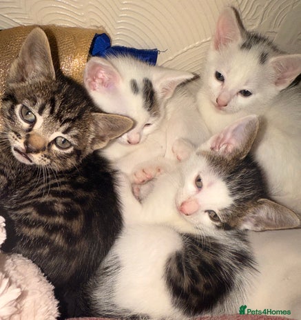 Mixed Breed cats - Advert 3