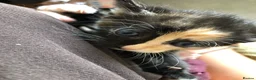 Mixed Breed cats for sale: 3 calico kittens in Wrexham - Advert 7