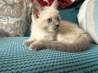Ragdoll cats Beautiful Fluffy Seal-Point Ragdoll - Advert 1