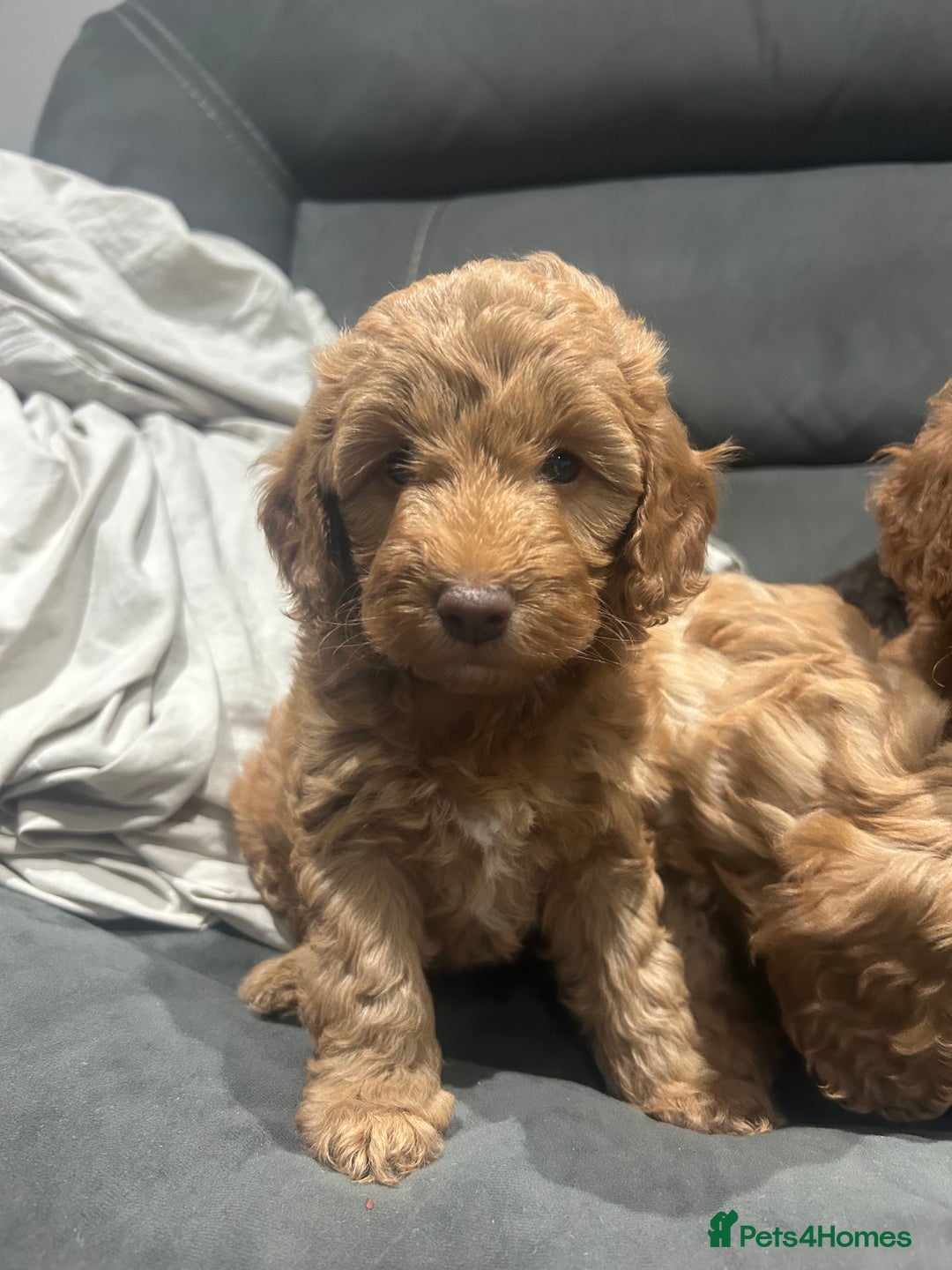 Cockapoo dogs for sale: All female fluffy Cockapoo puppies - Advert 21